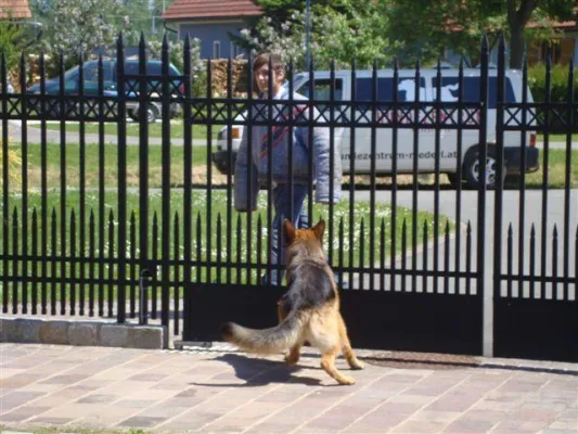 Bild: Schutzhunde - Bodyguards auf 4 Pfoten