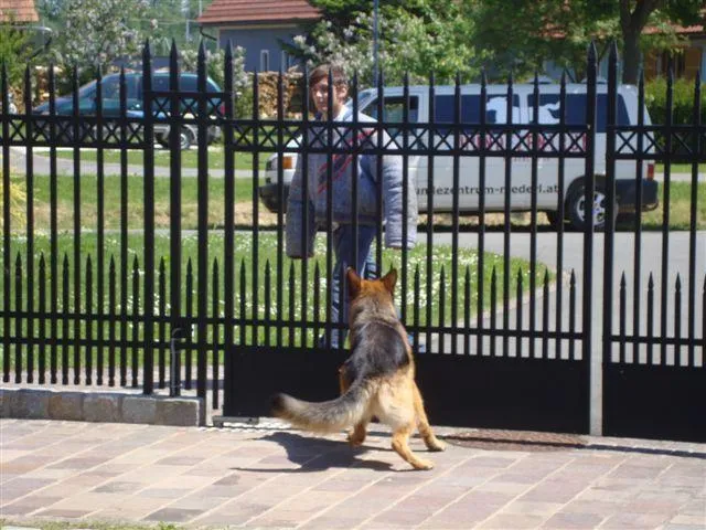 Bild: Schutzhunde - Bodyguards auf 4 Pfoten