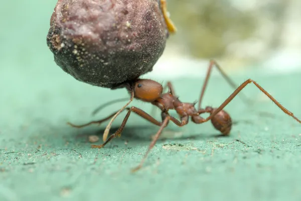 Bild: Ameisen weltweit: Vielfalt bis zu dreimal höher geschätzt