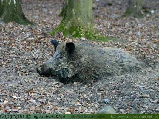 Bild: Baden-Württemberg: Landwirtschaftsministerium billigt Verstöße gegen das Jagdrecht