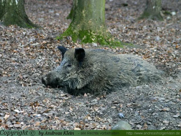 Bild: Baden-Württemberg: Landwirtschaftsministerium billigt Verstöße gegen das Jagdrecht
