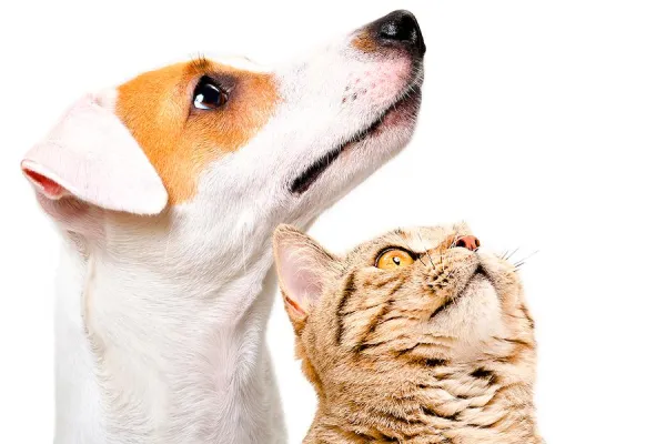 Bild: Hilfe für Hund und Katze bei Durchfall und Arthrose