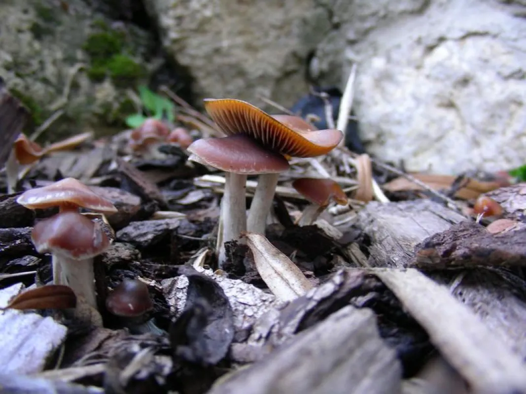 Der Pilz Psilocybe cyanescens, auch bläuender Kahlkopf genannt, ist ein stark psilocybinbildender Pilz. (Dirk Hoffmeister)