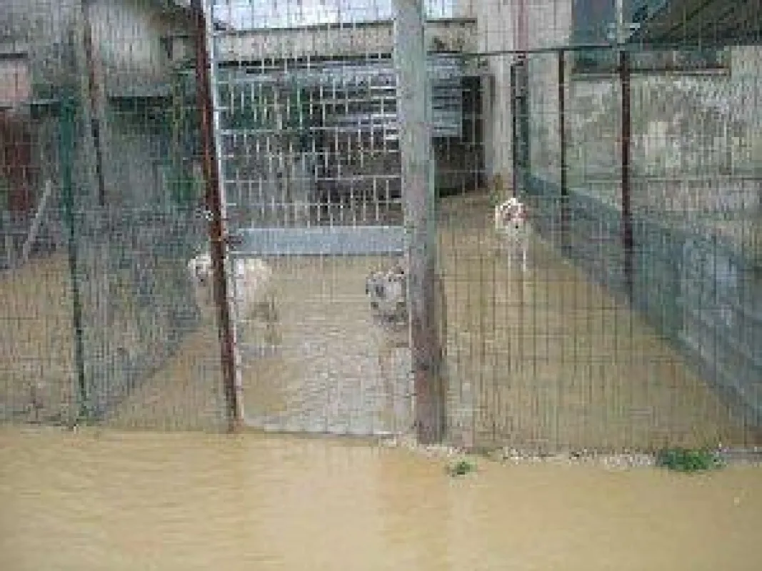 Kein trockenes Fleckchen für die Hunde