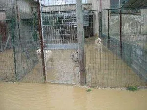 Bild: Land unter im Tierheim Cani di Alba