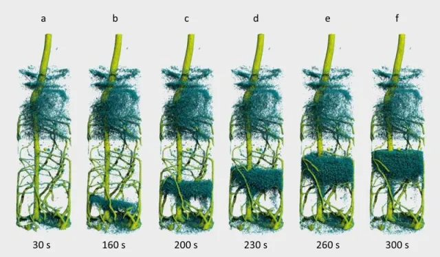 Bild: Lupinen beim Trinken zugeschaut – erstmals 3D-Aufnahmen vom Wassertransport zu Wurzeln
