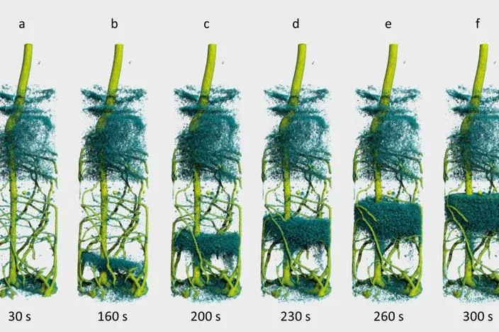 Bild: Lupinen beim Trinken zugeschaut – erstmals 3D-Aufnahmen vom Wassertransport zu Wurzeln