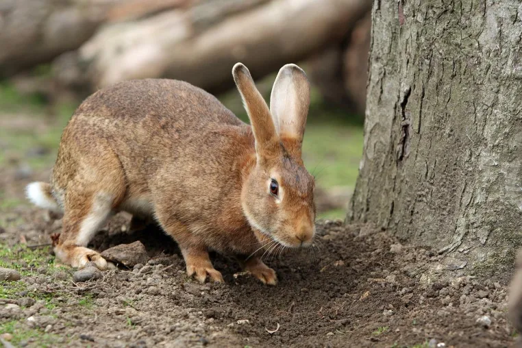 Bild: Wildkaninchen im Garten - jetzt bei Problemen melden!