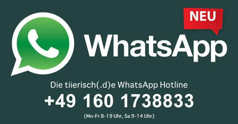 Bild: Mit Whatsapp Hund, Katze und Maus glücklich machen? – Tiierisch.de zeigt wie es geht