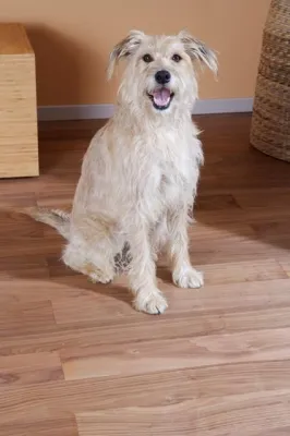 Bild: Wenn Bello Haare lässt - So überstehen Hund und Herrchen den Fellwechsel im Herbst