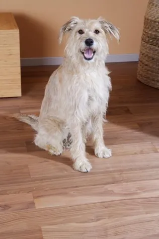 Bild: Wenn Bello Haare lässt - So überstehen Hund und Herrchen den Fellwechsel im Herbst