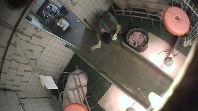 Bild: Nach Aufdeckung von Tierquälerei in Ferkelzucht im Kreis Warendorf