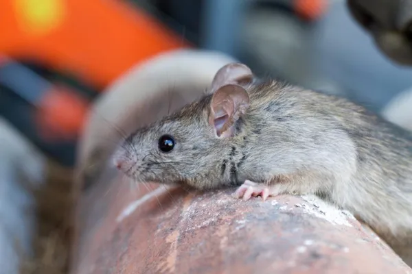 Welttag des Gesundheitsschädlings am 6. Juni klärt über die Gefahren durch Schädlinge auf Bild: Welttag des Gesundheitsschädlings am 6. Juni klärt über die Gefahren durch Schädlinge auf