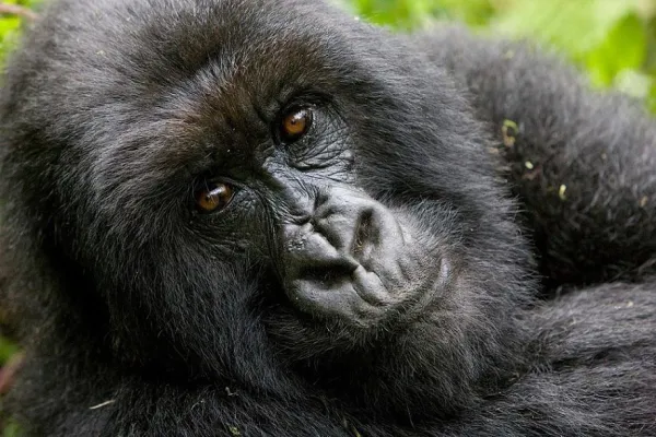 Bild: Gorillatrekking in Ruanda