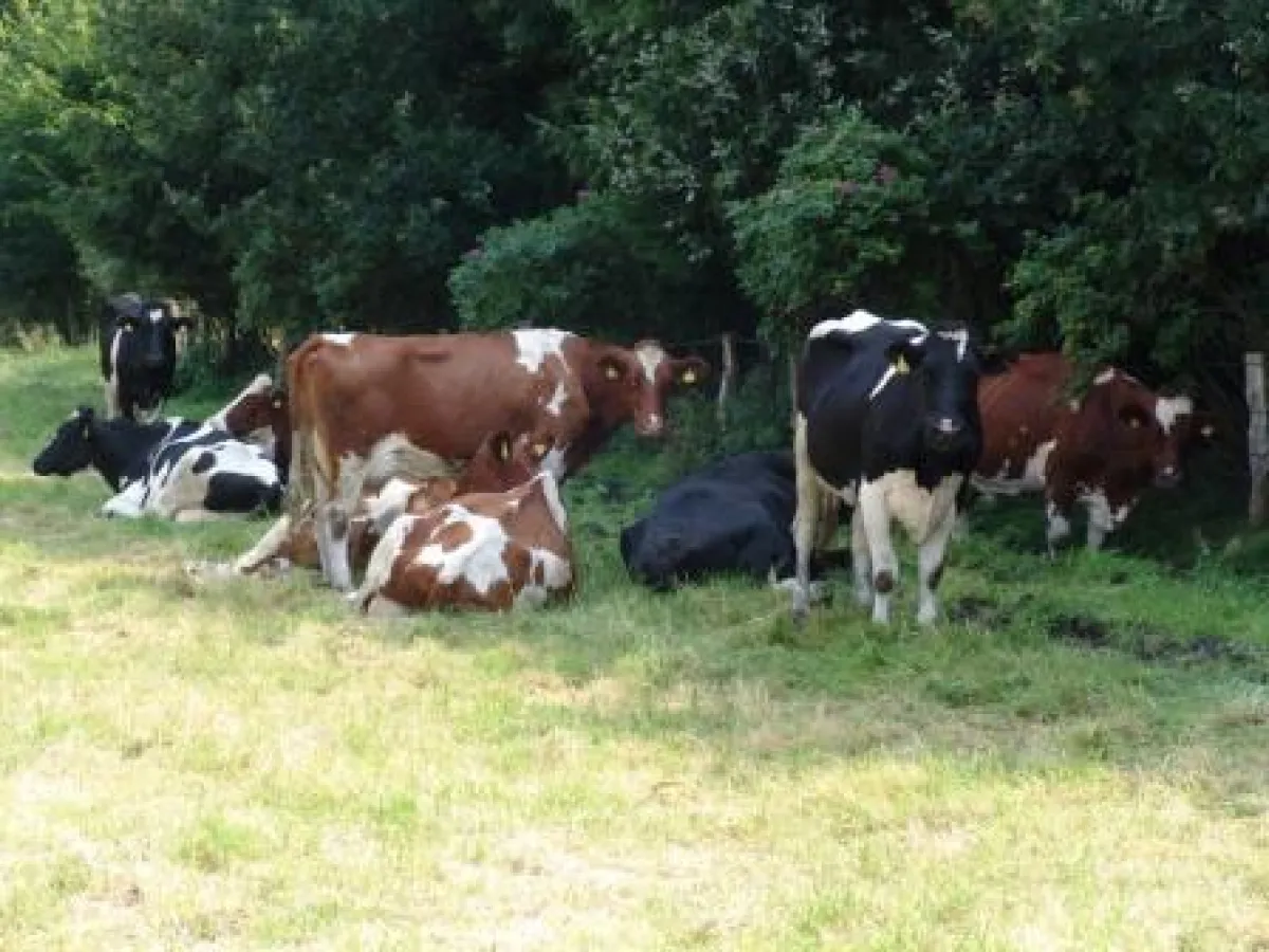 Warum erkranken Kühe an chronischem Botulismus?