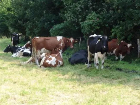 Bild: Botulinumtoxikosen bei Mensch und Tier –