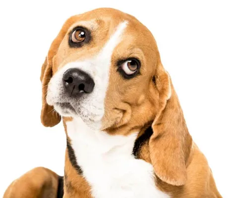 Bild: Versorgungspakete für ein besseres Tierheimleben