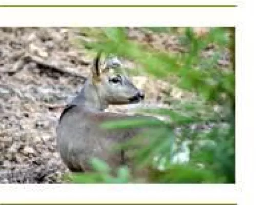 Pilze suchen, Kräuter genießen und Falken fliegen lassen - Die "Wilden Wochen" im Fichtelgebirge Bild: Pilze suchen, Kräuter genießen und Falken fliegen lassen - Die "Wilden Wochen" im Fichtelgebirge
