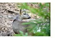 Pilze suchen, Kräuter genießen und Falken fliegen lassen - Die "Wilden Wochen" im Fichtelgebirge Bild: Pilze suchen, Kräuter genießen und Falken fliegen lassen - Die "Wilden Wochen" im Fichtelgebirge