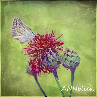 Bläuling auf Flockenblume Bild: Bläuling auf Flockenblume