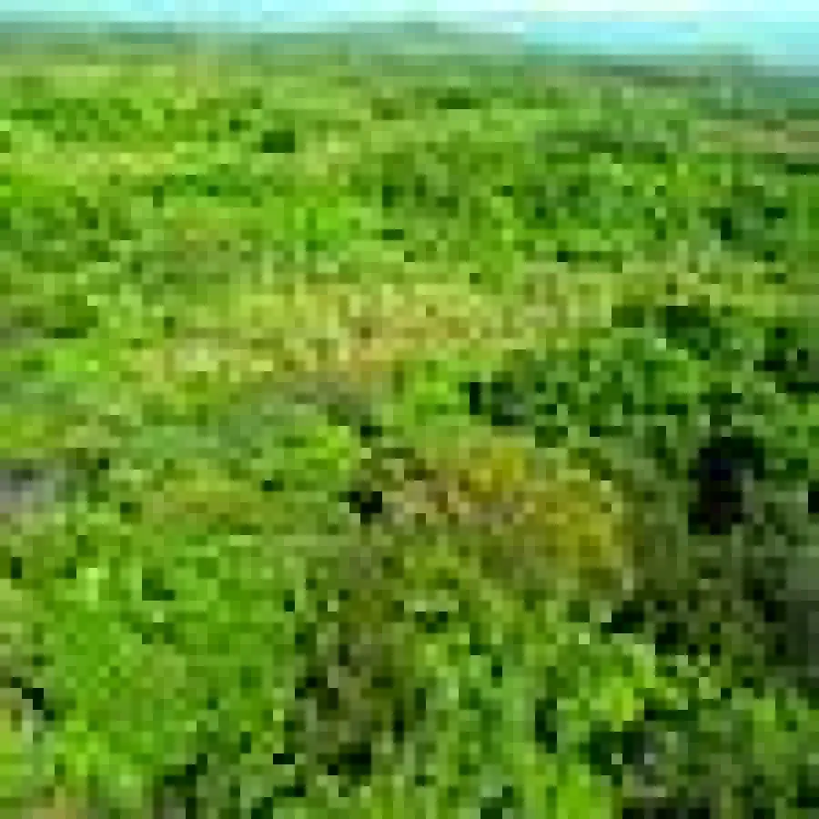 Regenwald schützen durch nachhaltige Waldinvestments