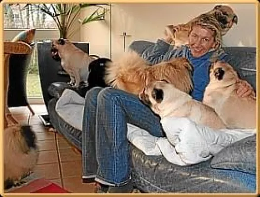 Bild: Fernsehteam des Südwestrundfunks dreht Beitrag bei Mopszucht vom Mägdebrunnen