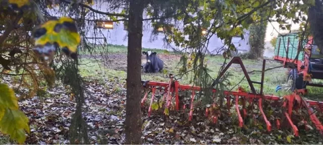 Tierquälerei in Themar: Kranke "Downer"-Kuh zum Sterben vor den Stall gelegt Bild: Tierquälerei in Themar: Kranke "Downer"-Kuh zum Sterben vor den Stall gelegt