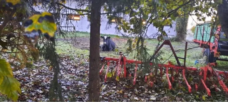 Tierquälerei in Themar: Kranke "Downer"-Kuh zum Sterben vor den Stall gelegt Bild: Tierquälerei in Themar: Kranke "Downer"-Kuh zum Sterben vor den Stall gelegt