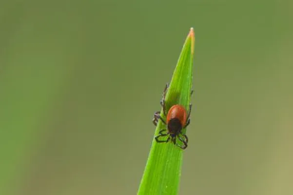 Bild: Zeckenstich-Borreliose. Patienten laden am 9. Mai und 16. Mai 2015 zu Aktionstagen ein