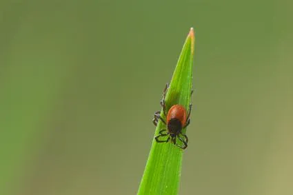 Bild: Zeckenstich-Borreliose. Patienten laden am 9. Mai und 16. Mai 2015 zu Aktionstagen ein