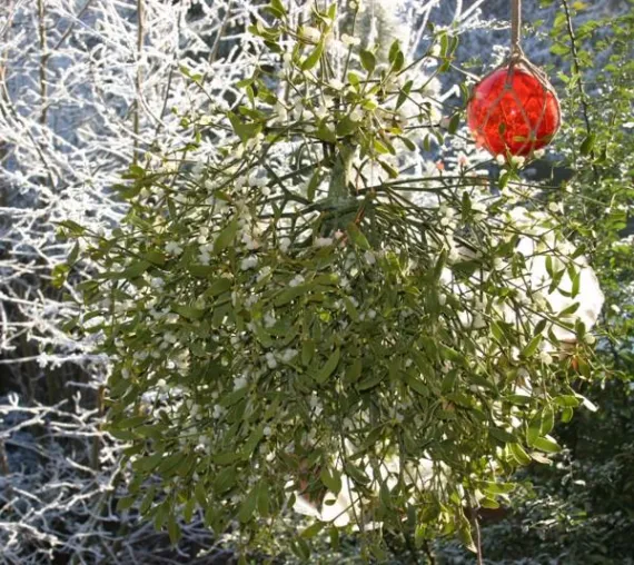 Bild: Küssen unter dem Mistelzweig – schöne Traditionen zur Weihnachtszeit