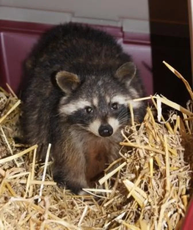 Auch dieser Waschbär wurde gerettet