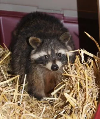 Bild: 90 Tiere aus katastrophalen Bedingungen befreit