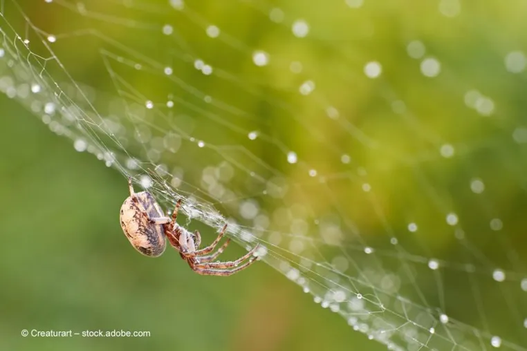 Bild: Hygroskopischer Klebstoff aus der Natur: Im Netz der Spinne