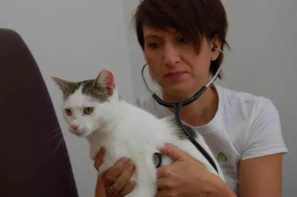 Bild: Neuer tiermedizinischer Service im Landkreis Bad Kissingen: Mobile Kleintierpraxis Christina Pfülb