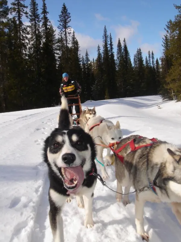 Voll im Trend: beim Husky-Workshop mit den Schlittenhunden durch die verschneite Winterlandschaft.