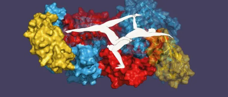 Bild: Akrobatik-Duo in der Zelle