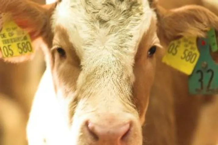 Fresser-Vital jetzt mit Fructo-Oligo Sacchariden Bild: Fresser-Vital jetzt mit Fructo-Oligo Sacchariden