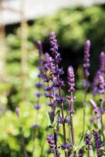 Bild: LANDGEFÜHL®: Salbei 'Bienennest' ein Hingucker
