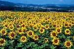 Bild: 2,5 Milliarden Jahre gibt es die Sonne.
