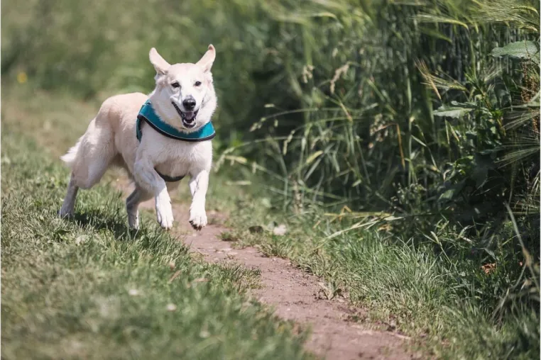 Hund richtig auslasten: Der Mythos Auslastung - warum weniger oft mehr ist Bild: Hund richtig auslasten: Der Mythos Auslastung - warum weniger oft mehr ist