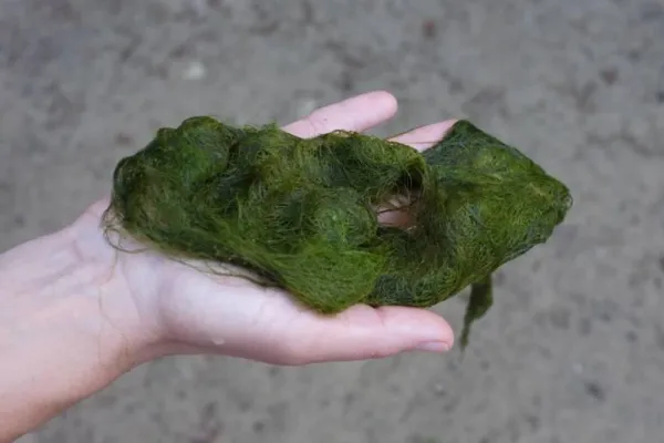 Bild: Keine Algenzucht ohne Gasetechnik