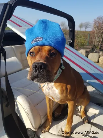 Tierhalter vor Gericht: drei ungewöhnliche Fälle Bild: Tierhalter vor Gericht: drei ungewöhnliche Fälle