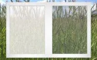 Bild: Die Pollenzeit hat bereits begonnen