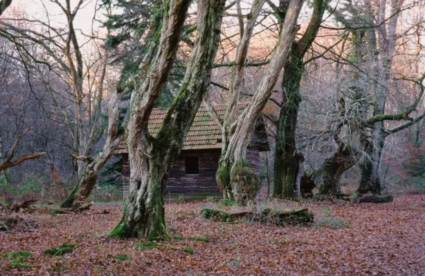Bild: Urwald Baumweg im Naturpark Wildeshauser Geest: Fotos aus einem märchenhaften Wald