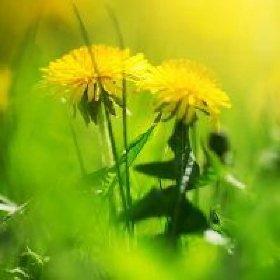 Löwenzahn, die vielseitige Blume.