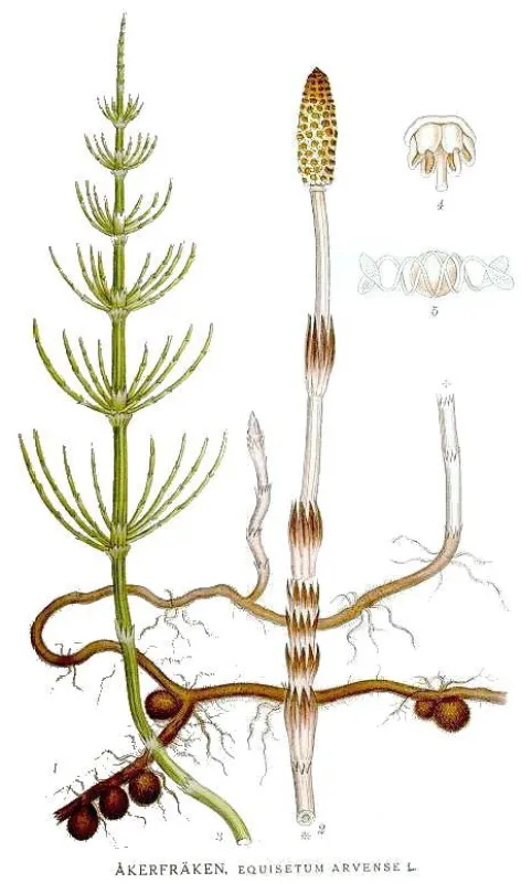 Ackerschachtelhalm (Equisetum arvense)