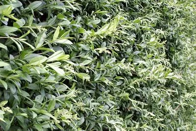 Pflanzengarten24de: Hecken jetzt im Garten pflanzen, Heckenpflanzen ohne Schäden im Winter Bild: Pflanzengarten24de: Hecken jetzt im Garten pflanzen, Heckenpflanzen ohne Schäden im Winter