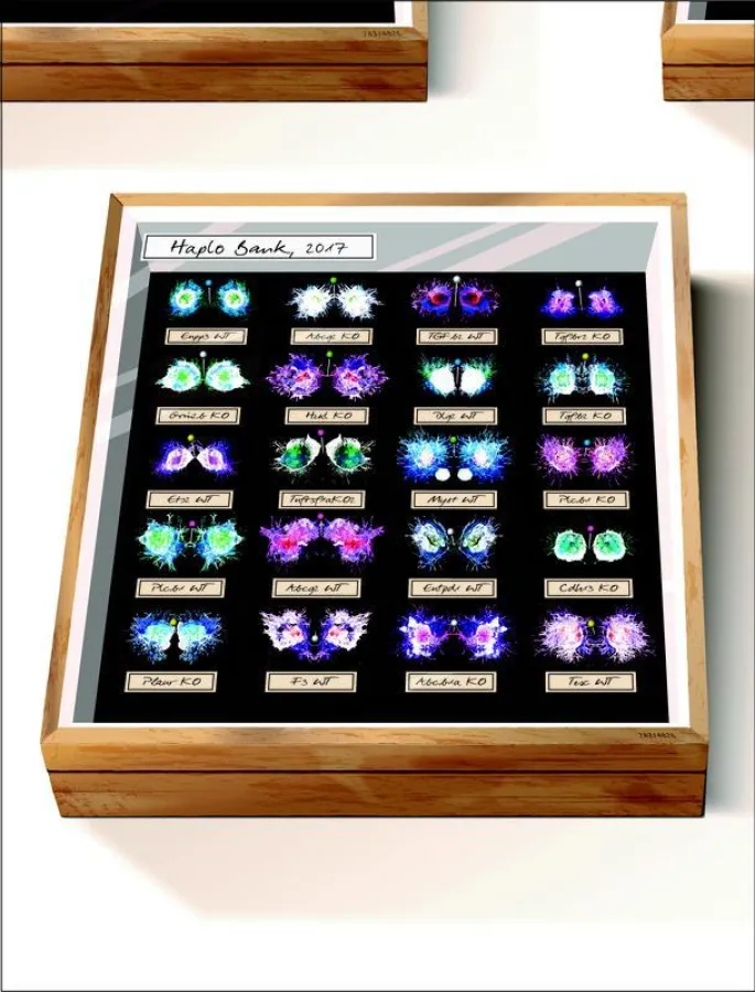 Haplobank contains over 100,000 mutated, conditional mouse embryonic stem cell lines, targeting about 70% of the protein-coding genome. ((c)Izabella Kaminski)