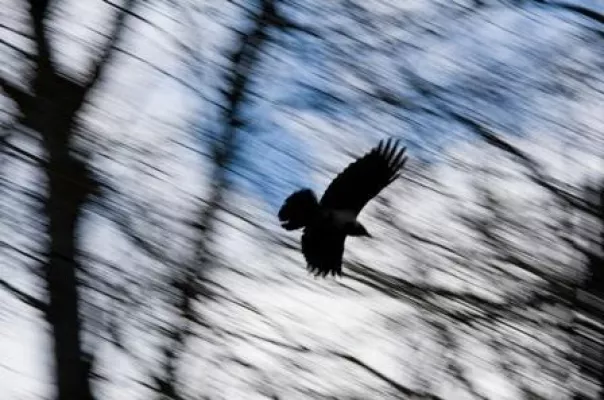 Bild: Autohorror - Die Vögel